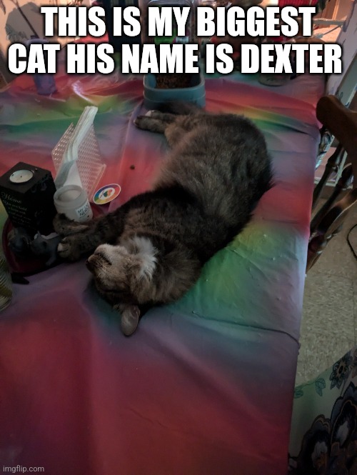 One of my cats | THIS IS MY BIGGEST CAT HIS NAME IS DEXTER | image tagged in sleepy cat | made w/ Imgflip meme maker