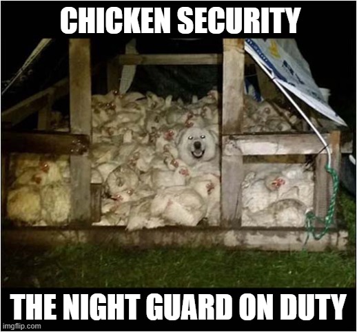 All Is Well At The Coup ! | CHICKEN SECURITY; THE NIGHT GUARD ON DUTY | image tagged in dogs,chicken,security guard | made w/ Imgflip meme maker