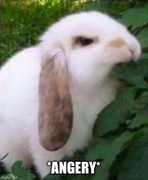 angry bunny | *ANGERY* | image tagged in angry bunny | made w/ Imgflip meme maker