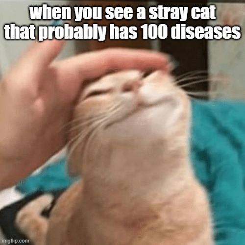 petpetpetpet | when you see a stray cat that probably has 100 diseases | image tagged in pet the cat,cat,cats,oh wow are you actually reading these tags | made w/ Imgflip meme maker