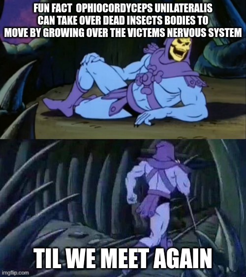 it's very intresting | FUN FACT  OPHIOCORDYCEPS UNILATERALIS CAN TAKE OVER DEAD INSECTS BODIES TO MOVE BY GROWING OVER THE VICTIMS NERVOUS SYSTEM; TIL WE MEET AGAIN | image tagged in skeletor disturbing facts | made w/ Imgflip meme maker