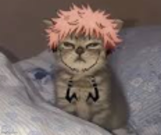 idk sukuna cat ;-; | image tagged in jjk | made w/ Imgflip meme maker