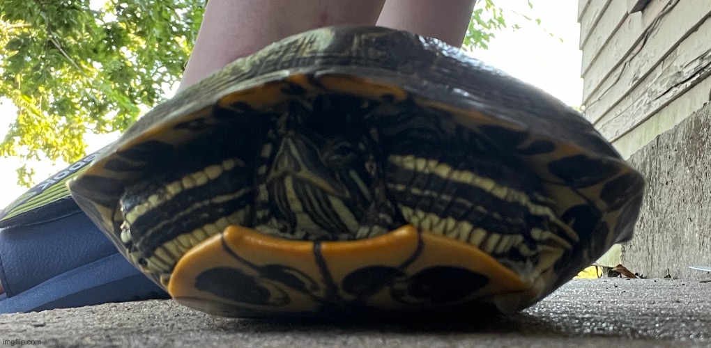 get turtled (i took the photo of the turtle but had to use the front facing camera so i didn’t spook it) | made w/ Imgflip meme maker