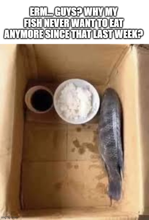 dead fish in a box | ERM... GUYS? WHY MY FISH NEVER WANT TO EAT ANYMORE SINCE THAT LAST WEEK? | image tagged in dead fish in a box | made w/ Imgflip meme maker