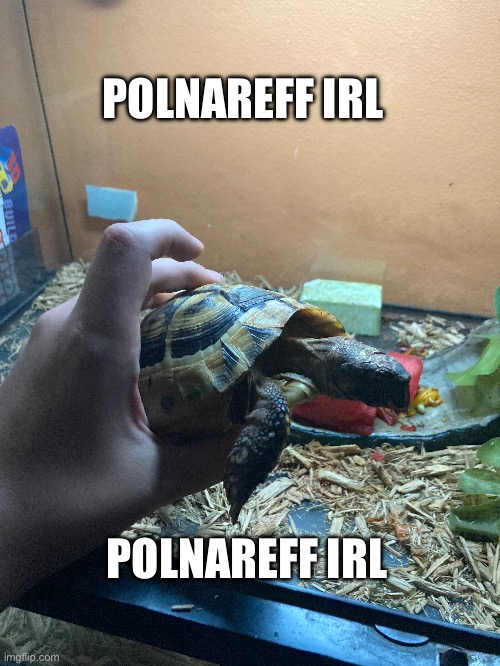 Yes, this is my tortoise. | POLNAREFF IRL; POLNAREFF IRL | image tagged in jojo's bizarre adventure | made w/ Imgflip meme maker