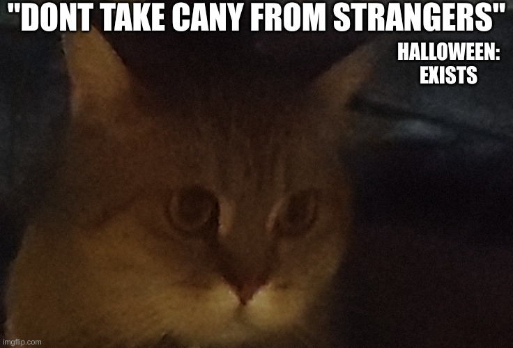 Cat dude | "DONT TAKE CANY FROM STRANGERS"; HALLOWEEN: EXISTS | image tagged in cat dude,cats,dont,take,candy,halloween | made w/ Imgflip meme maker