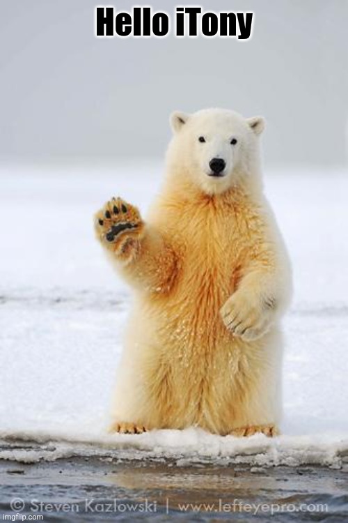 hello polar bear | Hello iTony | image tagged in hello polar bear | made w/ Imgflip meme maker