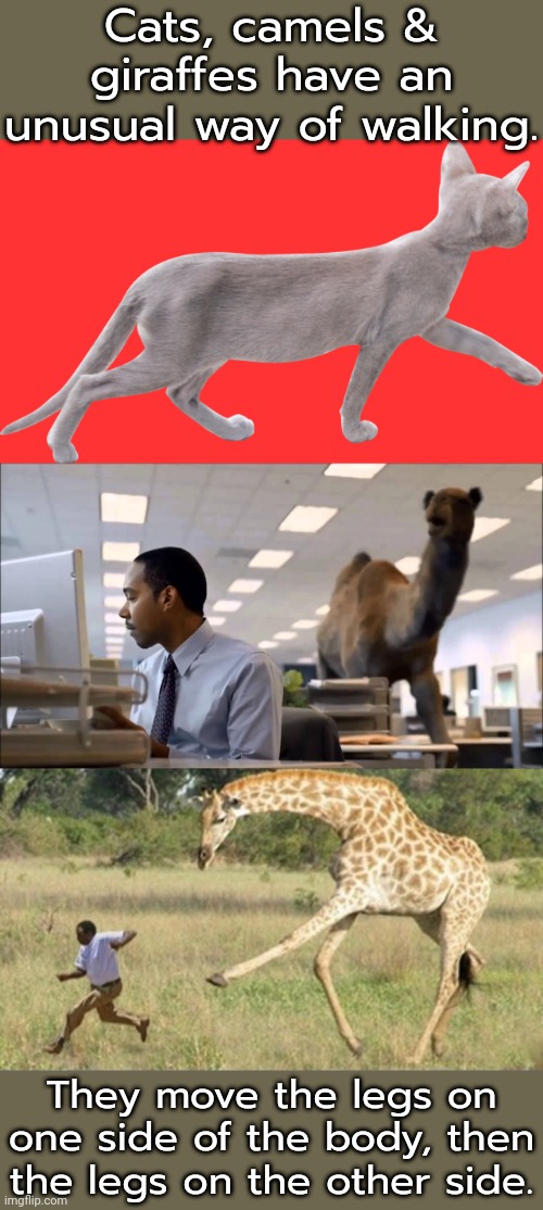 Did you know? | Cats, camels & giraffes have an unusual way of walking. They move the legs on one side of the body, then the legs on the other side. | image tagged in walking cat,mike mike mike mike mike,giraffe,animals,movement,fun fact | made w/ Imgflip meme maker