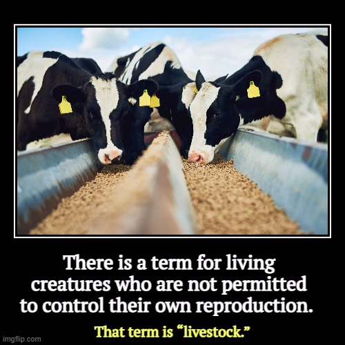 There is a term for living creatures who are not permitted to control their own reproduction. | That term is “livestock.” | image tagged in funny,demotivationals,women's rights,health,reproduction,abortion | made w/ Imgflip demotivational maker