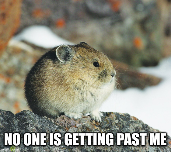 Determined rodent sentinel | NO ONE IS GETTING PAST ME | image tagged in tseyvo,rodent,memes,guardian,vigilant,border | made w/ Imgflip meme maker