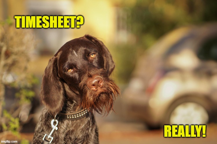 Timesheet Reminder - Really? | TIMESHEET? REALLY! | image tagged in dog timesheet reminder,timesheet reminder,timesheet meme,meme,dogs | made w/ Imgflip meme maker