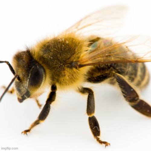 honeybee | image tagged in honeybee | made w/ Imgflip meme maker