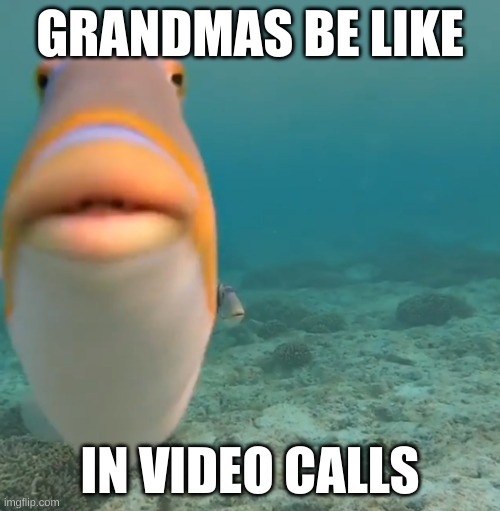 Grandmas be like | GRANDMAS BE LIKE; IN VIDEO CALLS | image tagged in do you fart,relatable,funny but true | made w/ Imgflip meme maker