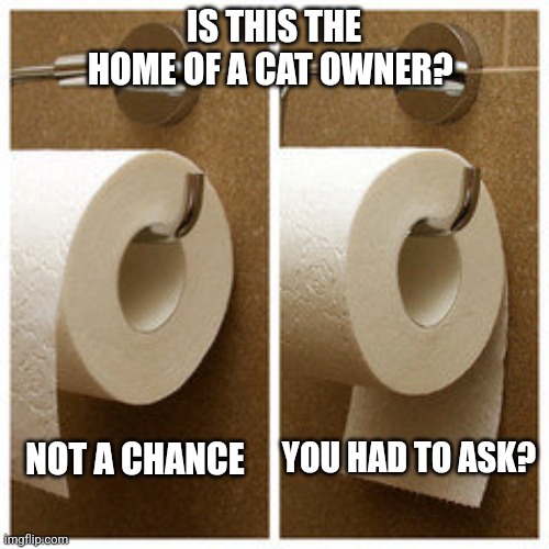 Cat home? | IS THIS THE HOME OF A CAT OWNER? YOU HAD TO ASK? NOT A CHANCE | image tagged in cats,cat | made w/ Imgflip meme maker