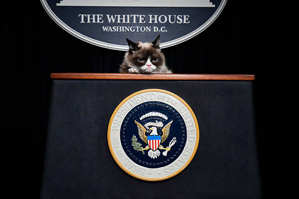 High Quality Grumpy cat presidential seal Blank Meme Template