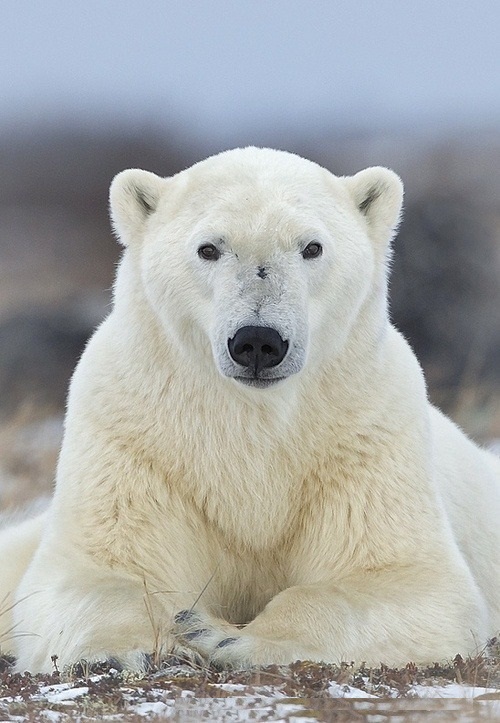 High Quality Polar Bear Blank Meme Template