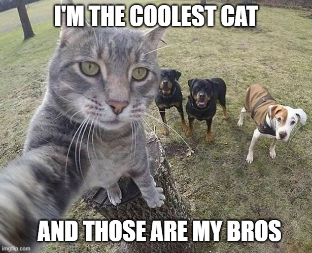 FAMILY PHOTO | I'M THE COOLEST CAT; AND THOSE ARE MY BROS | image tagged in family photo | made w/ Imgflip meme maker