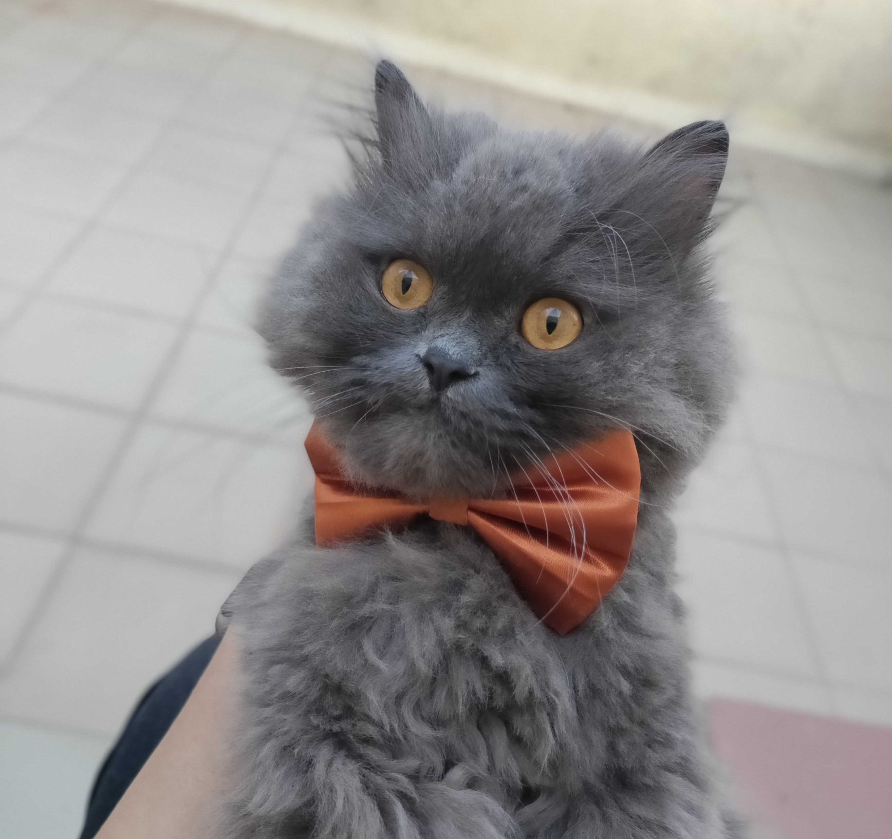 High Quality ash the grey cat Blank Meme Template