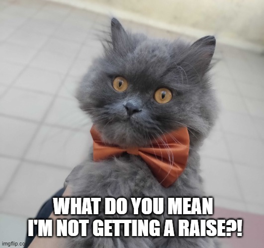 ash the grey cat | WHAT DO YOU MEAN 
I'M NOT GETTING A RAISE?! | image tagged in ash the grey cat | made w/ Imgflip meme maker