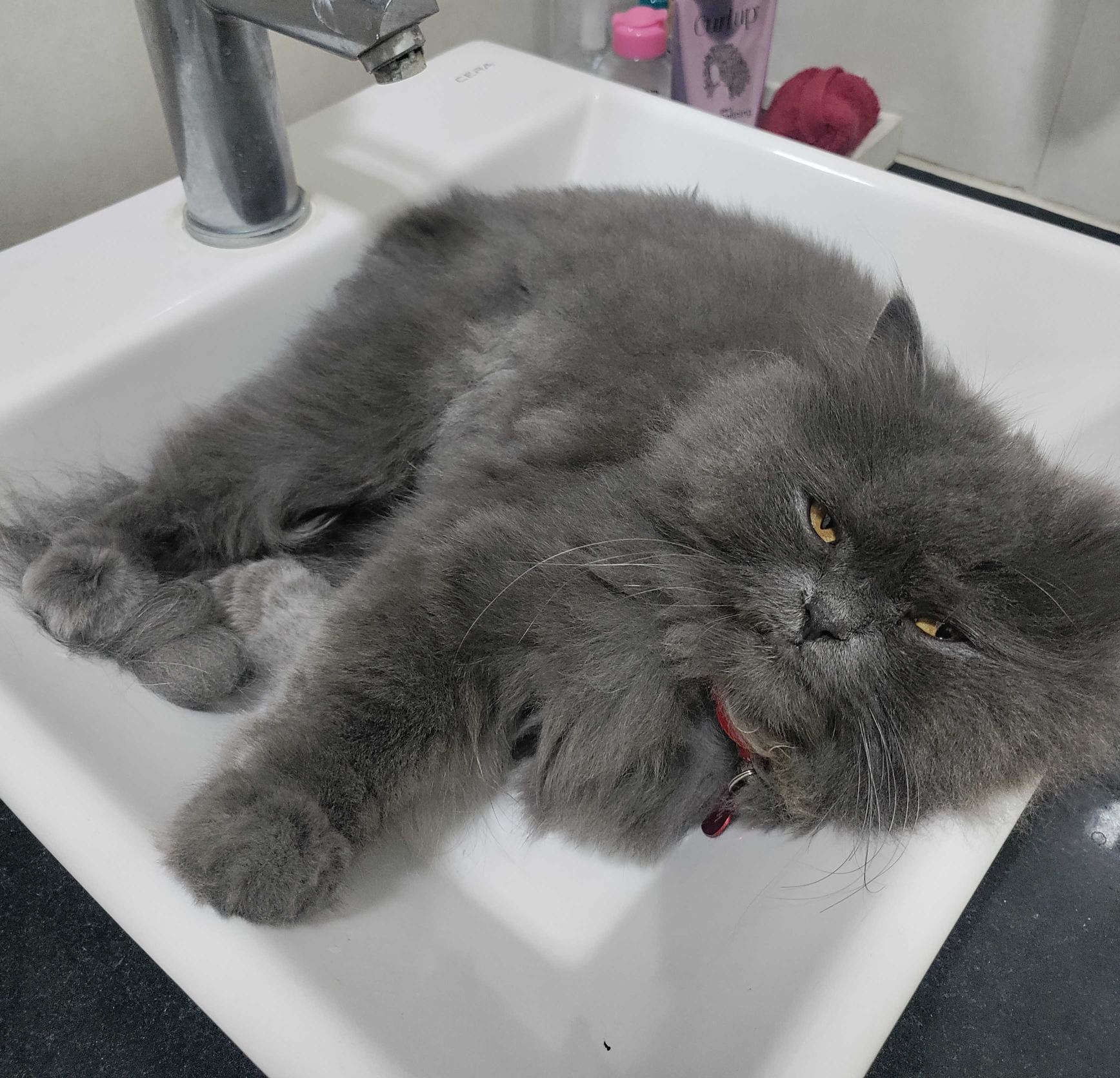 High Quality ash the grey cat2 Blank Meme Template