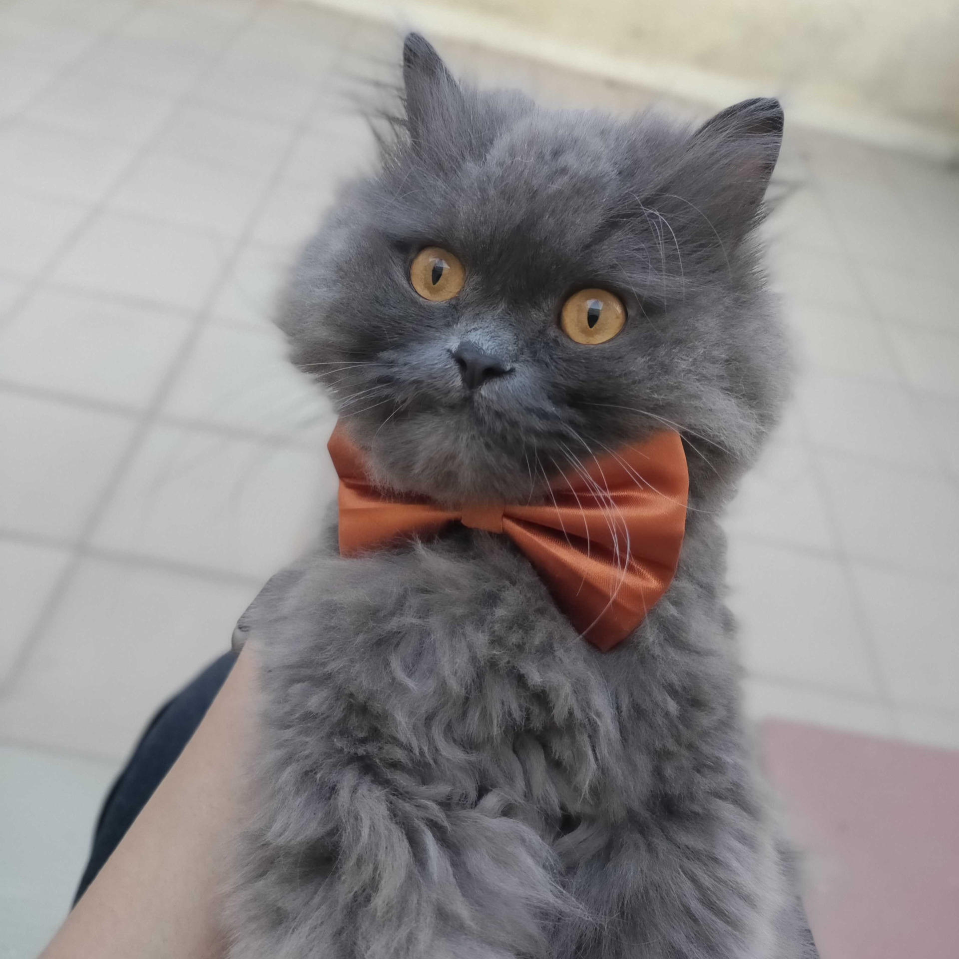 High Quality ash the grey cat Blank Meme Template