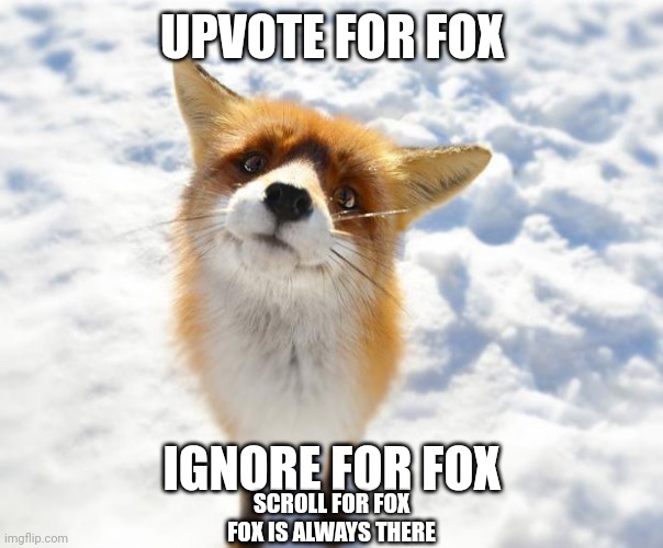 Fox | UPVOTE FOR FOX; IGNORE FOR FOX; SCROLL FOR FOX
FOX IS ALWAYS THERE | image tagged in what does the fox say,fox,fluffy,wholesome | made w/ Imgflip meme maker