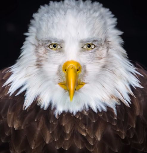 High Quality cursed eagle Blank Meme Template