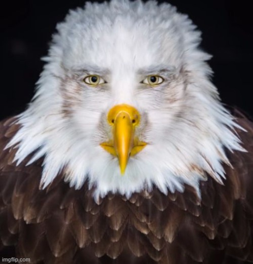 cursed eagle | image tagged in cursed eagle | made w/ Imgflip meme maker