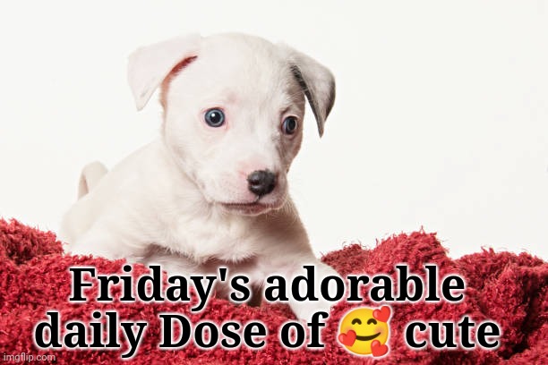 #friday | Friday's adorable daily Dose of 🥰 cute | made w/ Imgflip meme maker