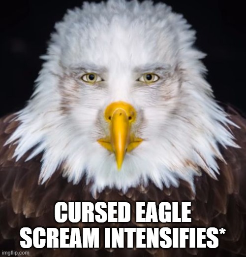 cursed eagle | CURSED EAGLE SCREAM INTENSIFIES* | image tagged in cursed eagle | made w/ Imgflip meme maker