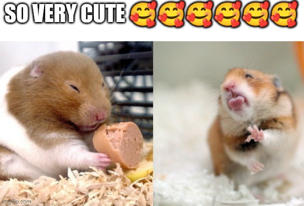 Wooooow | SO VERY CUTE 🥰🥰🥰🥰🥰🥰 | image tagged in two cute hamsters | made w/ Imgflip meme maker