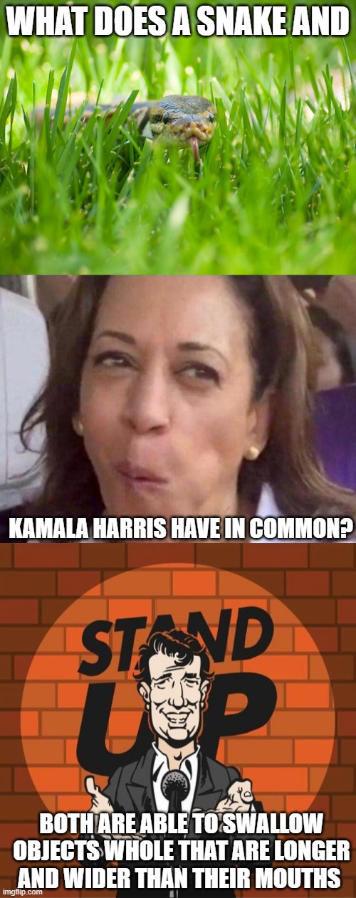 Only reason to vote for Harris - the memes! The memes! | WHAT DOES A SNAKE AND; KAMALA HARRIS HAVE IN COMMON? BOTH ARE ABLE TO SWALLOW OBJECTS WHOLE THAT ARE LONGER AND WIDER THAN THEIR MOUTHS | image tagged in snake in the grass,kamala harris,stand up comedian,politics,political humor | made w/ Imgflip meme maker