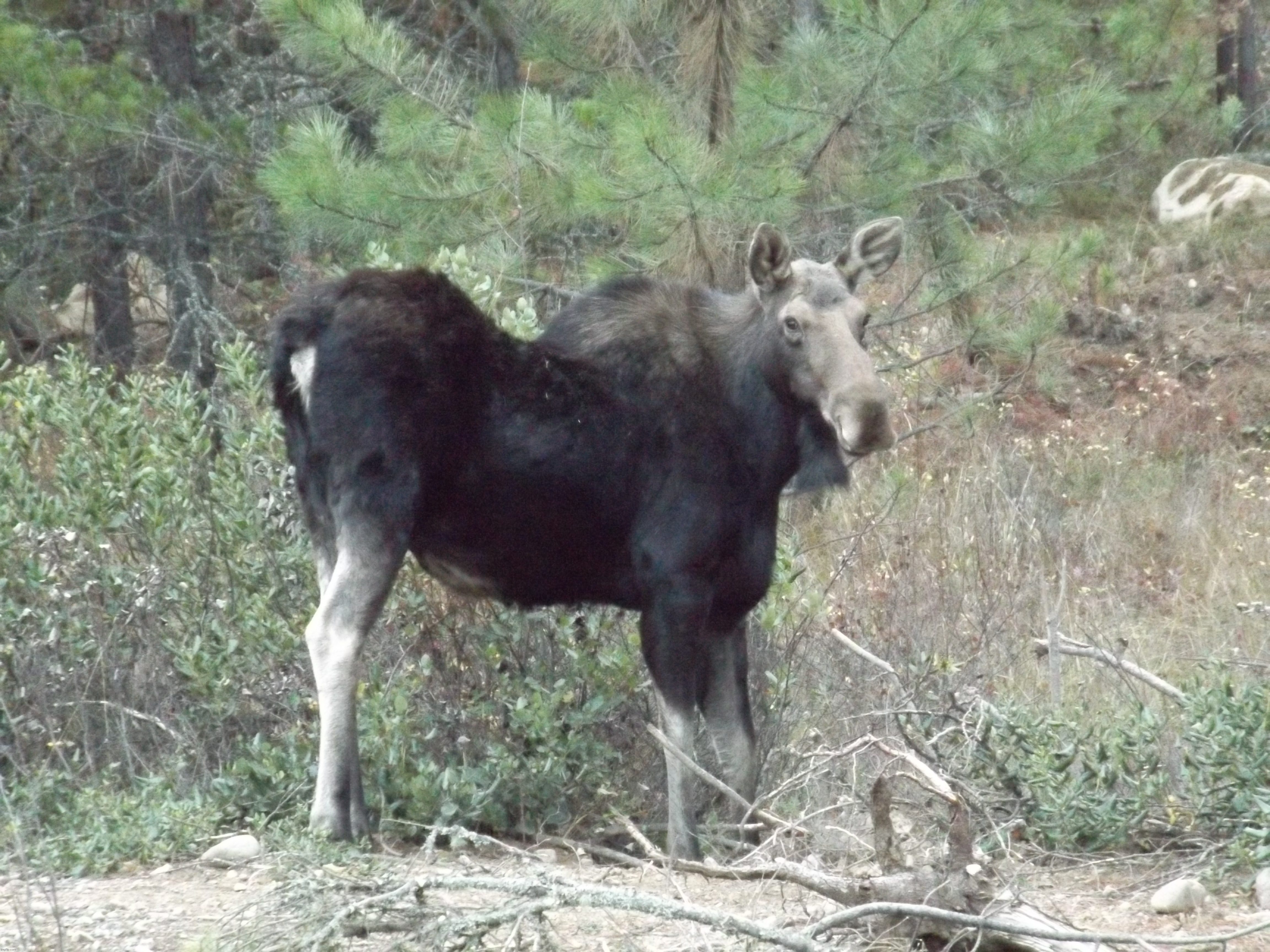 Baby moose from our yard | image tagged in share | made w/ Imgflip meme maker