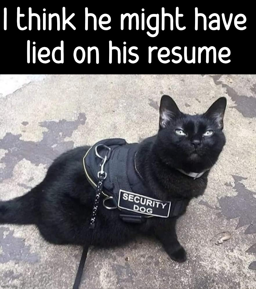 Sit on a throne of lies | image tagged in cats | made w/ Imgflip meme maker