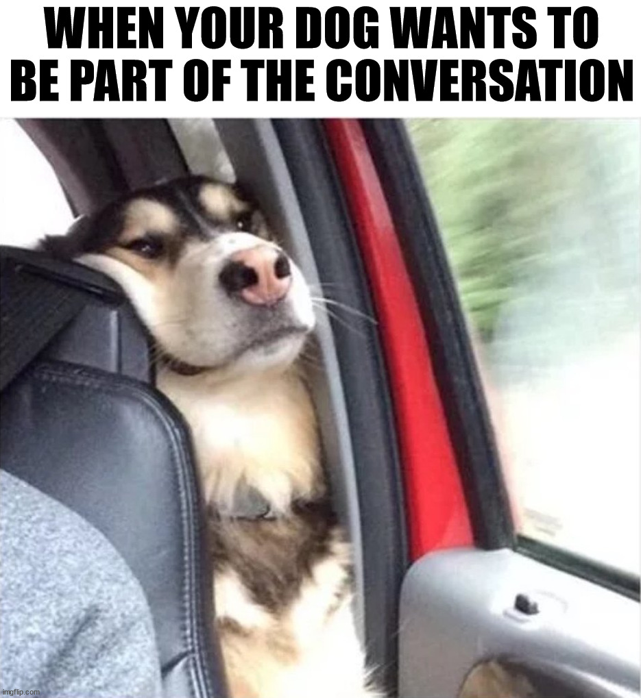 I am back here | WHEN YOUR DOG WANTS TO BE PART OF THE CONVERSATION | image tagged in dogs | made w/ Imgflip meme maker