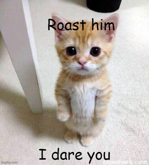 you cant, he is far to cute | Roast him; I dare you | image tagged in memes,cute cat | made w/ Imgflip meme maker