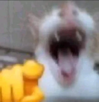 cat laughing at you Blank Meme Template