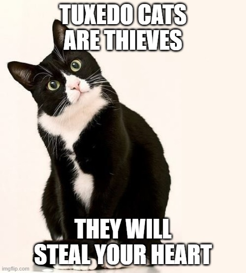 Thief of hearts | TUXEDO CATS ARE THIEVES; THEY WILL STEAL YOUR HEART | image tagged in tuxedo cat | made w/ Imgflip meme maker