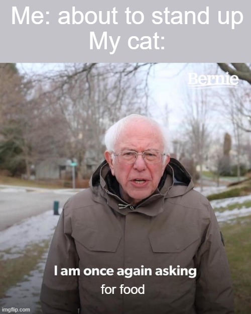 Bernie I Am Once Again Asking For Your Support | Me: about to stand up
My cat:; for food | image tagged in memes,bernie i am once again asking for your support | made w/ Imgflip meme maker