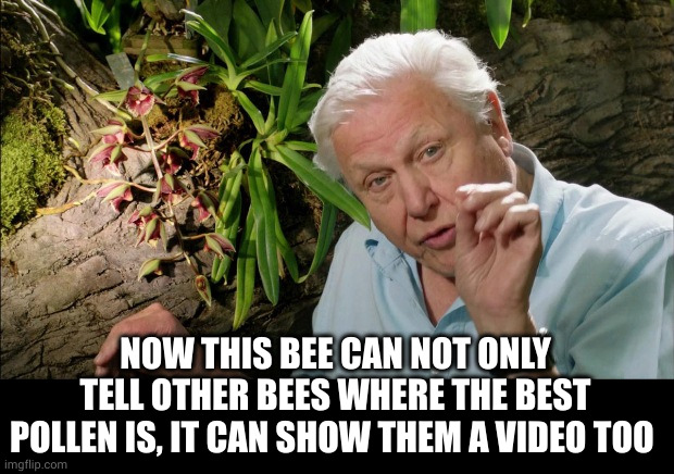 David Attenborough | NOW THIS BEE CAN NOT ONLY TELL OTHER BEES WHERE THE BEST POLLEN IS, IT CAN SHOW THEM A VIDEO TOO | image tagged in david attenborough | made w/ Imgflip meme maker