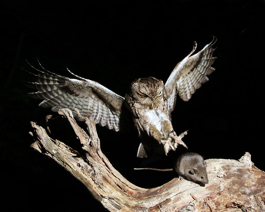 Eastern Screech Owl Blank Meme Template