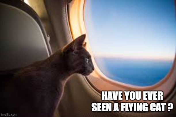 memes by Brad -  Have you ever seen a flying cat ? | HAVE YOU EVER SEEN A FLYING CAT ? | image tagged in funny,cats,cute kitten,funny cat memes,kitten,humor | made w/ Imgflip meme maker