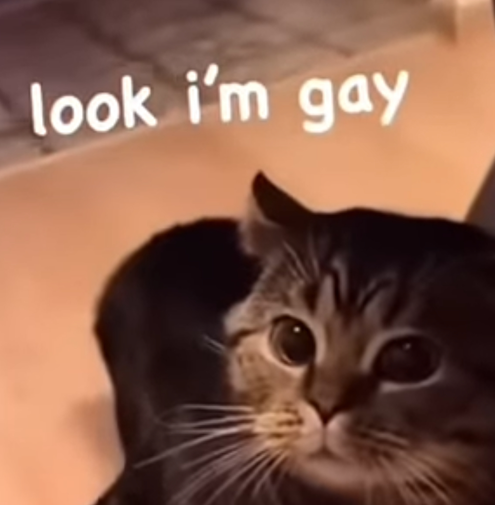 Look I’m gay cat Blank Meme Template