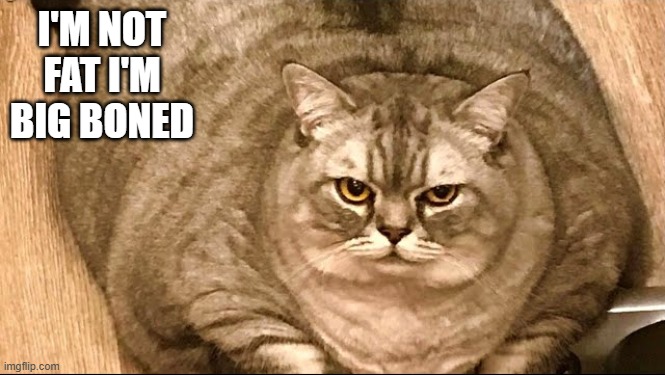 memes by Brad - My cat isn't fat. She's big boned. | I'M NOT FAT I'M BIG BONED | image tagged in funny,cats,kitten,funny cat memes,fat cat,humor | made w/ Imgflip meme maker