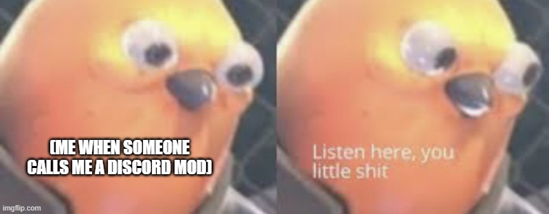 Listen here you little shit bird | (ME WHEN SOMEONE CALLS ME A DISCORD MOD) | image tagged in listen here you little shit bird | made w/ Imgflip meme maker