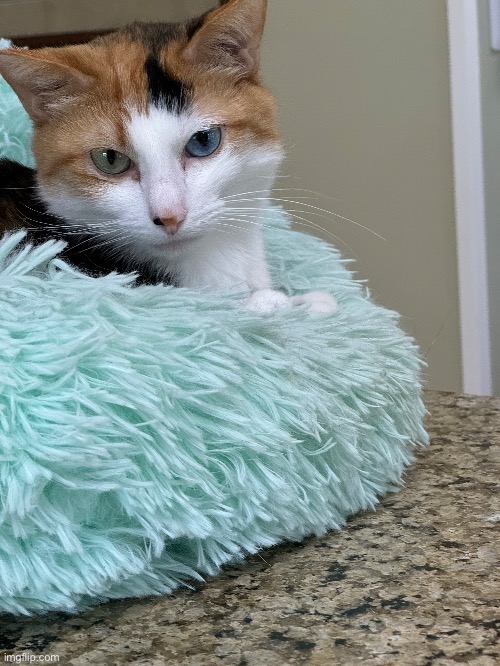 Cat at my local vet had heterochromia (two different eye colors) - Imgflip