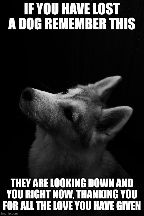 Aww | IF YOU HAVE LOST A DOG REMEMBER THIS; THEY ARE LOOKING DOWN AND YOU RIGHT NOW, THANKING YOU FOR ALL THE LOVE YOU HAVE GIVEN | image tagged in dogs | made w/ Imgflip meme maker