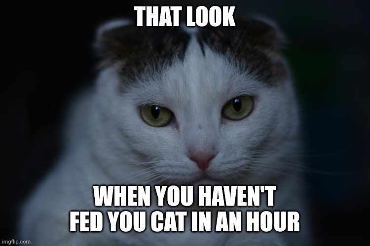 Cat food | THAT LOOK; WHEN YOU HAVEN'T FED YOU CAT IN AN HOUR | image tagged in cats | made w/ Imgflip meme maker