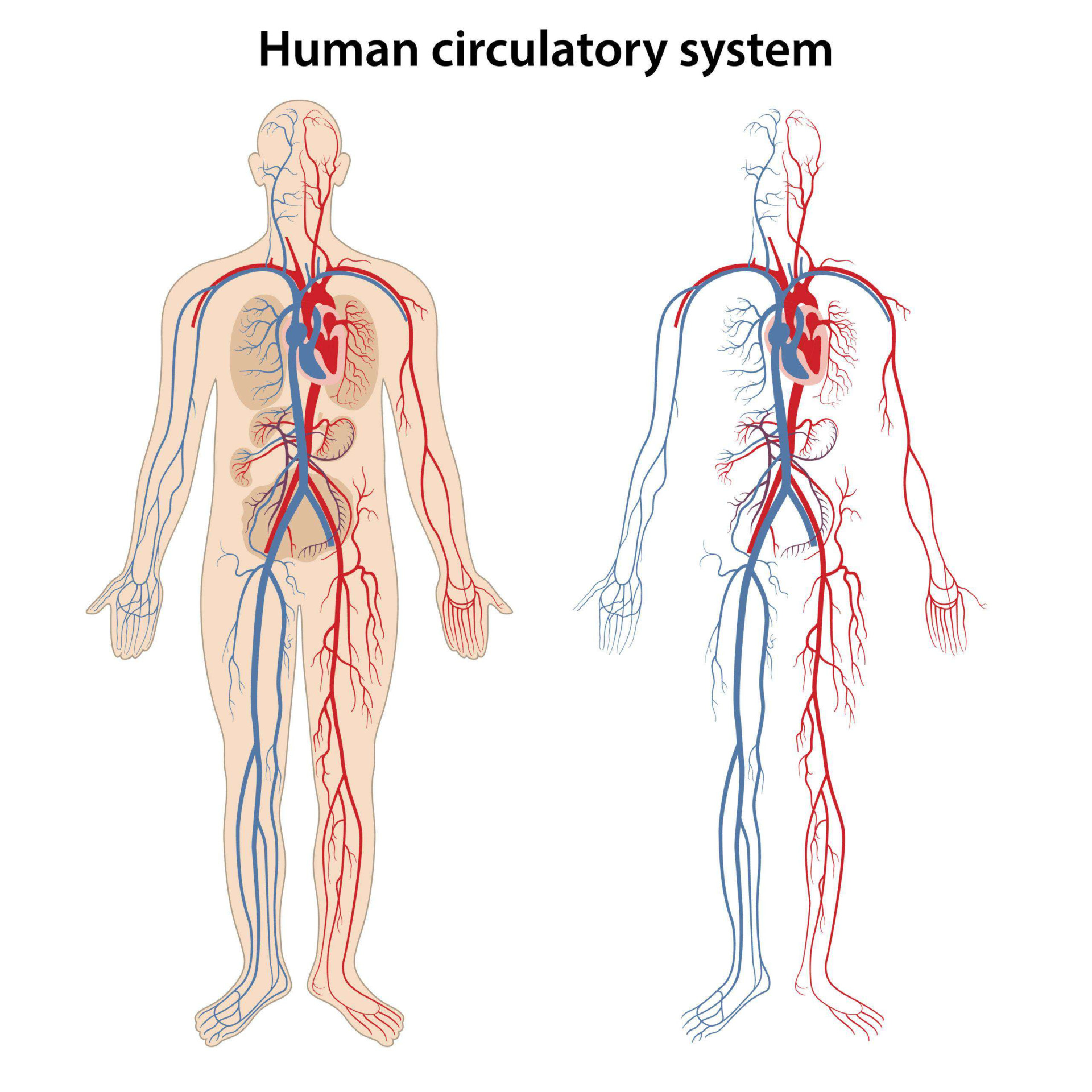 Circulatory System Blank Meme Template