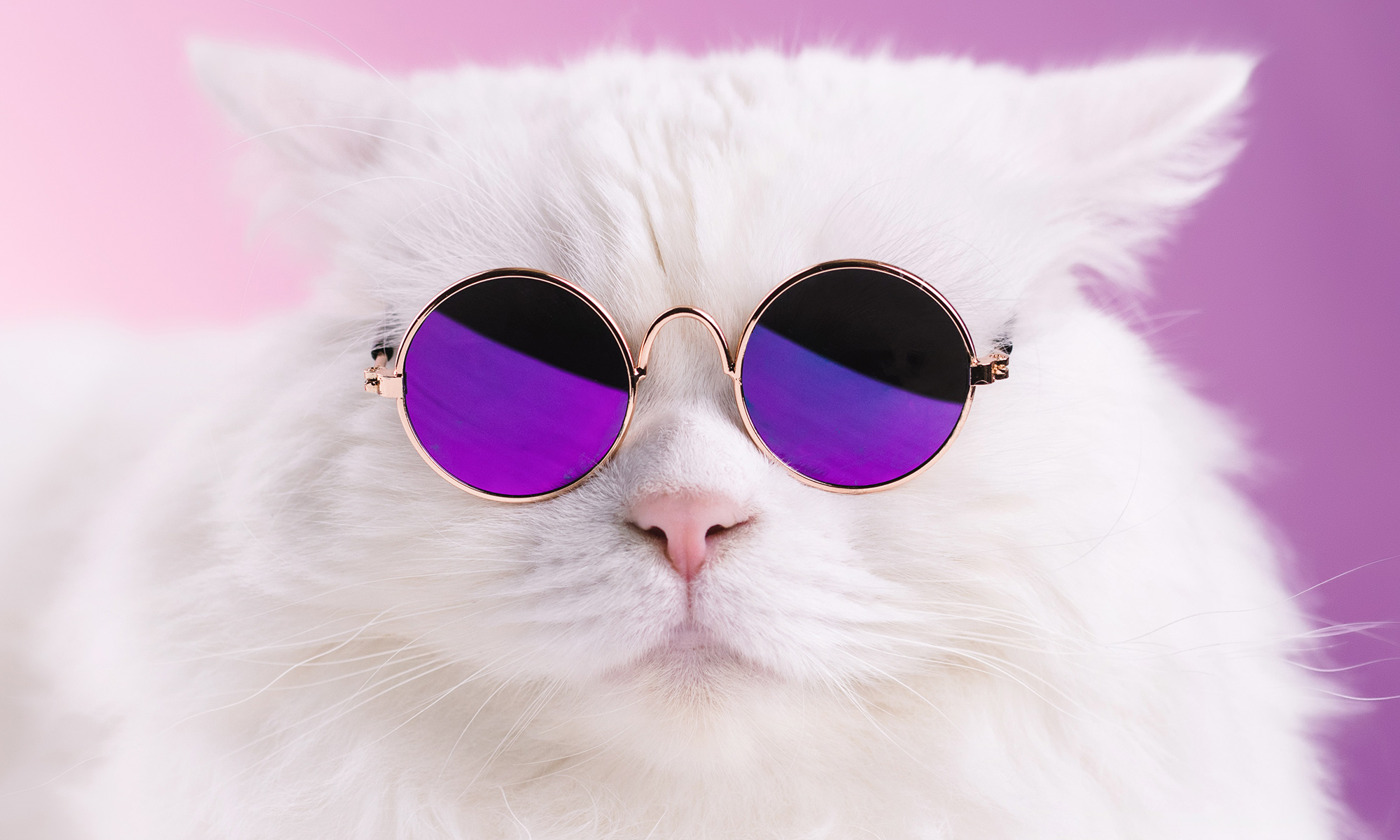 cool cat round glasses Blank Meme Template